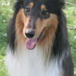 Hector hvd