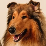 Buddypetfoods-0118
