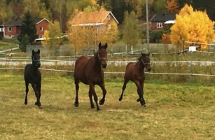 Minibusan med hingstföl e. Conny Nobell och adoptivson e. Andover Andover, födda 2016 Minibusan med hingstföl e. Conny Nobell och adoptivson e. Andover Andover, födda 2016