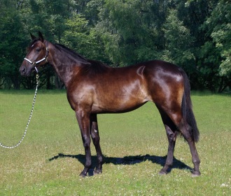 Ur kullen född 2017: Xanthis Fortune e.Bold Eagle - Follow Me Ås, såld på Wenngarn swedish yearling sales Ur kullen född 2017: Xanthis Fortune e.Bold Eagle - Follow Me Ås, såld på Wenngarn swedish yearling sales