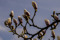 Magnolia5
