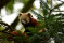 20 Panda Nordens Ark