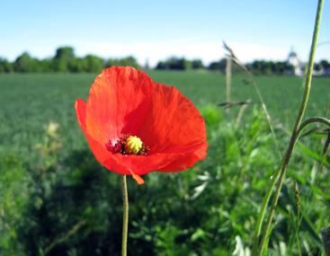 En vallmoblomma. En vallmoblomma.