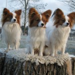 Zingo, Zepp, Iza 2008