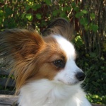 Ezzis huvud, hö sida okt -08