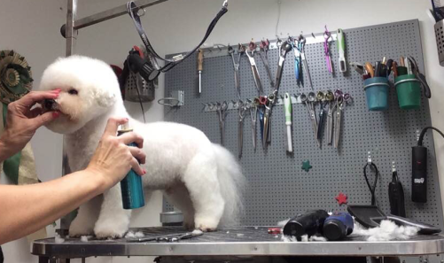 Bichon Frisé i en lättskött och kort men ändå fin vardagsfrisyr inkl. lite skön massage. Andis klippmaskiner Pulse ZR och Pulse ion + Arteros Antistatisk spray . Bichon Frisé i en lättskött och kort men ändå fin vardagsfrisyr inkl. lite skön massage. Andis klippmaskiner Pulse ZR och Pulse ion + Arteros Antistatisk spray .