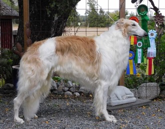 Hane: CH Borscana Revelstone Legacy