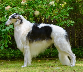 CH Zaprof's Illumination