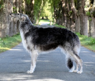 CH Grey Swan del Octubre Rojo