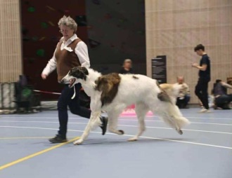 CH Lynx Salt’n Pepper