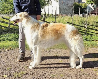 CH Lynx All About Eve