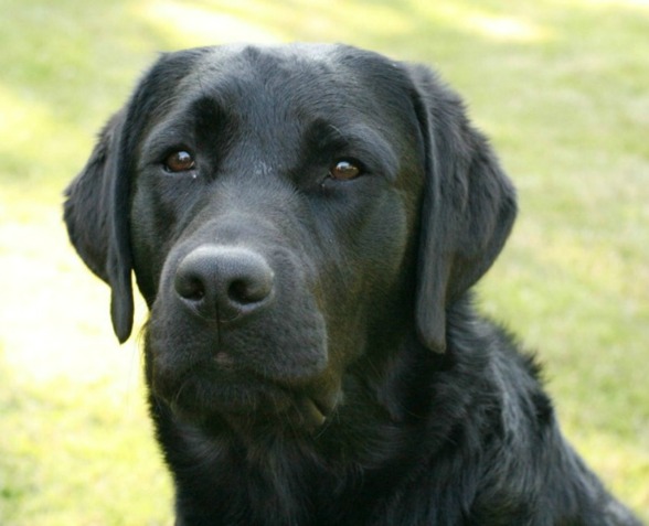 Vacker huvudbild av svart labrador vid namn Dexter.