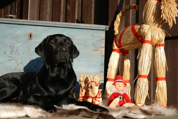Labradoren Hobbe med vänner önskar er alla en God Jul! Jag önskar er såklart också en härlig julhelg!