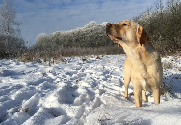Labradoren Rex njuter av snö och sol!
