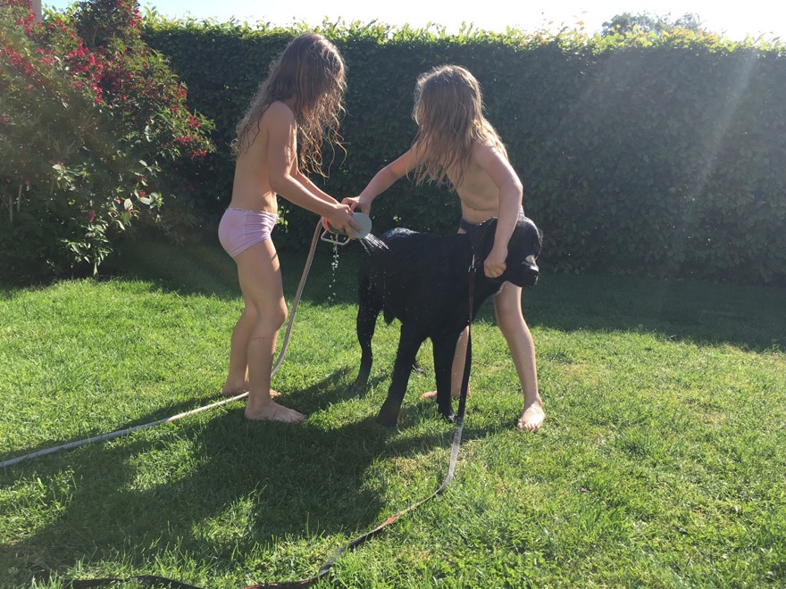 Nu är sommaren här och varma hundar får hjälp att svalka sig med vattenspridaren...:)