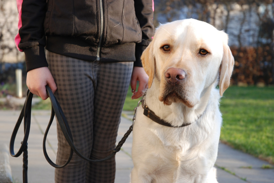 We have chosen to work with Labradors because they love to be with children.