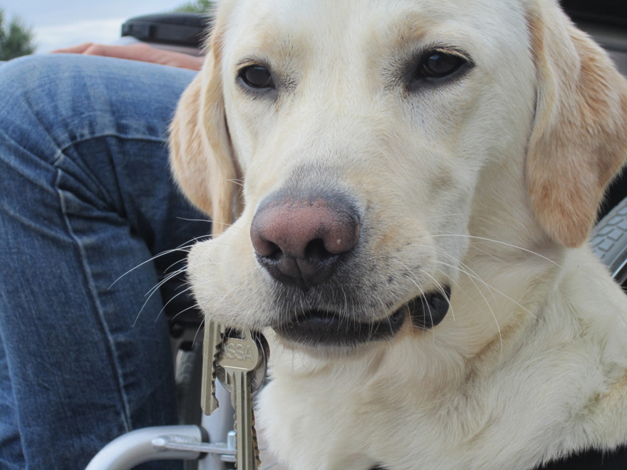 A service dog can pick up lost keys that you can't reach.
