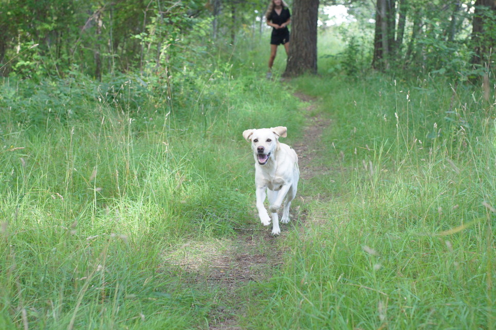 Every dog owners dream is to have a well behaved dog..