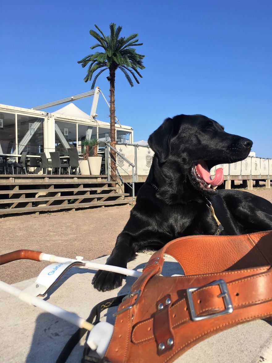 Black Labrador chilling behind her harness.