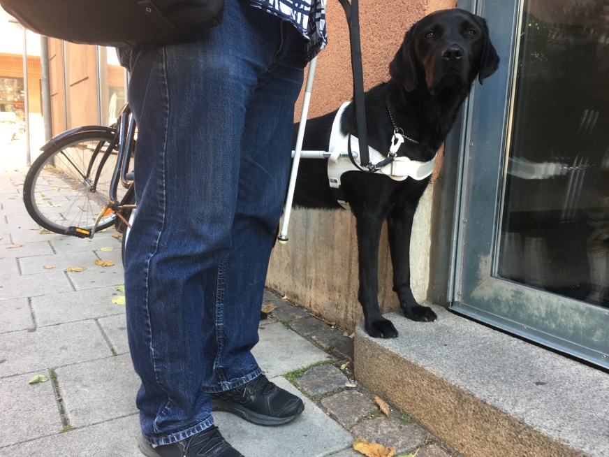 Man with black Labrador in guide dog harness.