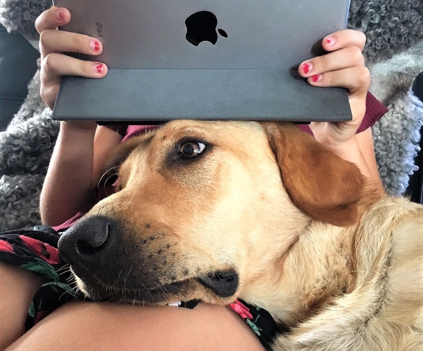 A girl and her yellow Labrador with his head on her lap. The girl has an Ipad leaning on his head.