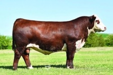 NJW 79Z Z311 Endure 173D far till 178 Hamras MS Firefly ET