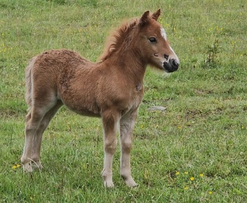 Bårarps Poppy Bårarps Poppy