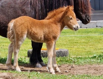 Bårarps Qiona 10 dagar gammal. Bårarps Qiona 10 dagar gammal.