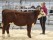 7601 Bårarps Catalina fr Thore i SM i Showmanship med Christel 7601 Bårarps Catalina fr Thore i SM i Showmanship med Christel