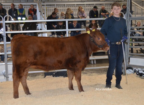 7069 Red Kuruba av Davidstorp i showmanship ungdom.