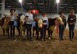 The final in the handler class, Herefords.