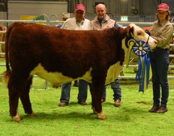 375 Bårarps Nashville, Grand Champion bull, only 9 months old! On photo with Olle Larsson (new Owner) and Einar & Miranda Lysell 375 Bårarps Nashville, Grand Champion bull, only 9 months old! On photo with Olle Larsson (new Owner) and Einar & Miranda Lysell