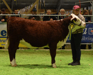 1st fr 9 entries in the heifer calf class, 7338 Bårarps Catalina shown by our daughter, Christel Lysell 1st fr 9 entries in the heifer calf class, 7338 Bårarps Catalina shown by our daughter, Christel Lysell
