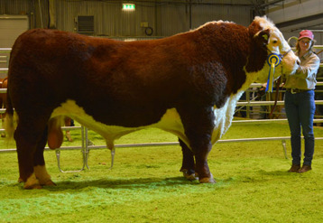 Bårarps Jaguar was Senior Champion bull and Reserv Grand Champion. He also won the SIRE-Prize. Bårarps Jaguar was Senior Champion bull and Reserv Grand Champion. He also won the SIRE-Prize.