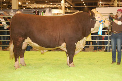 PP Galtås Baron T-119