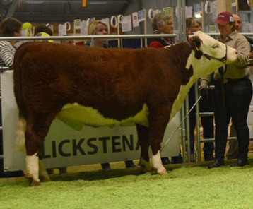 7305 Bårarps Betsy, 3rd in the incalf heifer class 7305 Bårarps Betsy, 3rd in the incalf heifer class