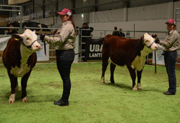 Sisters in top 2! The Swedish National Showmanship competition was won by my self (with 7339 Bårarps Amory) and Annika was 2nd (with 7338 Bårarps Catalina) There were 16 competitors and the judge was Colton Hamilton from Canada. Sisters in top 2! The Swedish National Showmanship competition was won by my self (with 7339 Bårarps Amory) and Annika was 2nd (with 7338 Bårarps Catalina) There were 16 competitors and the judge was Colton Hamilton from Canada.