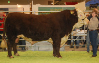 Miranda vann SM i Showmanship med Titan av Munka ET