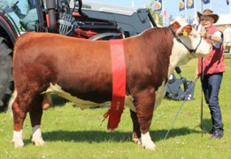 Bondes 1 Gilbert. Junior och Grand Champion tjur, Landskuet i Herning, Danmark. Sperma finns att köpa hos Viking Genetics. Bondes 1 Gilbert. Junior och Grand Champion tjur, Landskuet i Herning, Danmark. Sperma finns att köpa hos Viking Genetics.