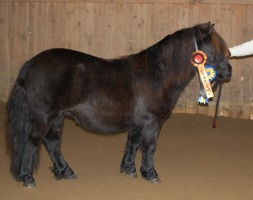 Bårarps California Champion Ungsto! 98798= 41p
