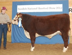 Bårarps Memphis (9månader) Champion tjurkalv & Reserv Grand Champion tjur. 