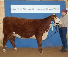 Miranda vann SM i Hereford Showmanship med Tracy som även blev Reserv Champion junior hondjur