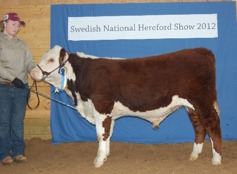 Bårarps Morgan (7månader) Reserv Champion Tjurkalv. Morgan är såld till våra vänner på Galtås Hereford. Vi önskar er LYCKA TILL! Bårarps Morgan (7månader) Reserv Champion Tjurkalv. Morgan är såld till våra vänner på Galtås Hereford. Vi önskar er LYCKA TILL!