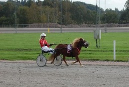 Bårarps Braveheart