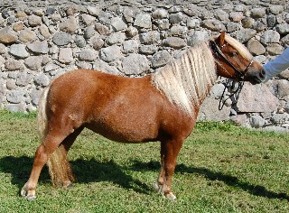 Vackra Amanda