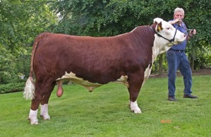 Bondes 1 Gilbert