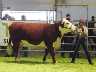 1688 Munka Lady ET Reserv Senior Champion Hondjur