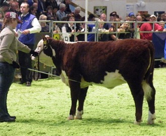 7271 Bårarps Sandy. Reserv Junior Champion hondjur