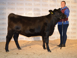 7429 Bårarps Erinda shown by Annika Harding