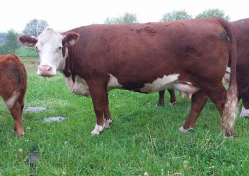 7277 Bårarps Roxanne, a typical daughter of Cardinal and our highest linear scored cow